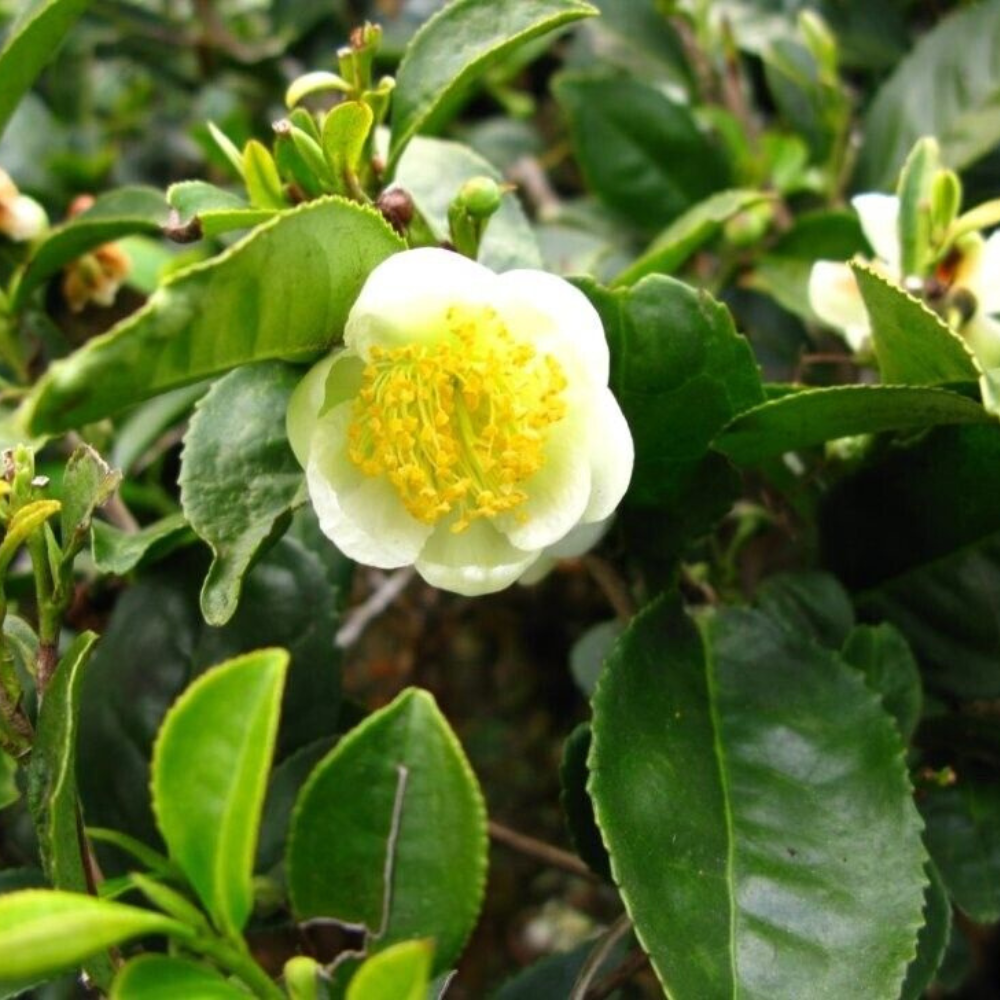 Large Leaf Tea  Flower Live Plant  | www.seedsplantworld.com