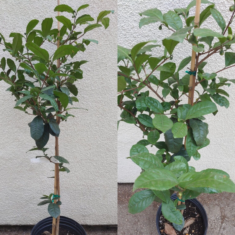 Large Leaf Tea  Flower Live Plant