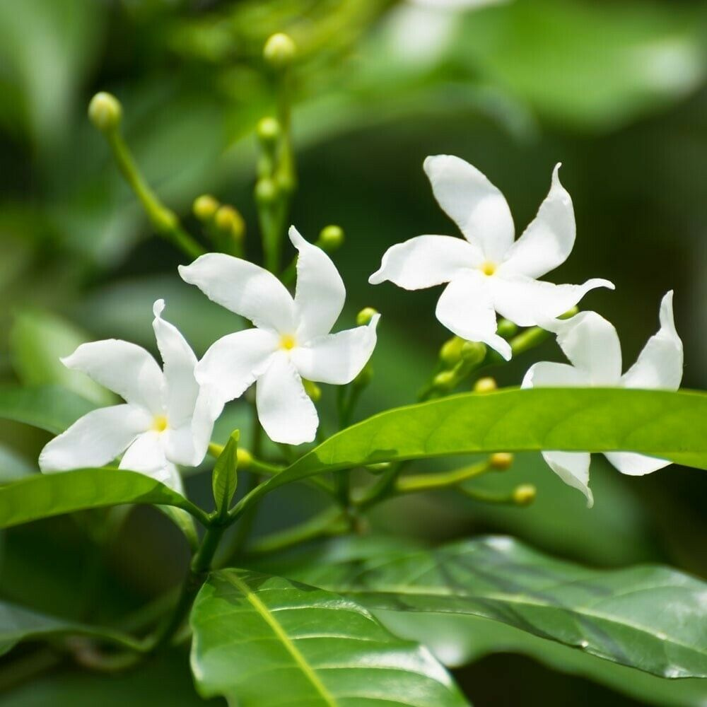 Star Jasmine (White Flower) Flower Live Plant | www.seedsplantworld.com