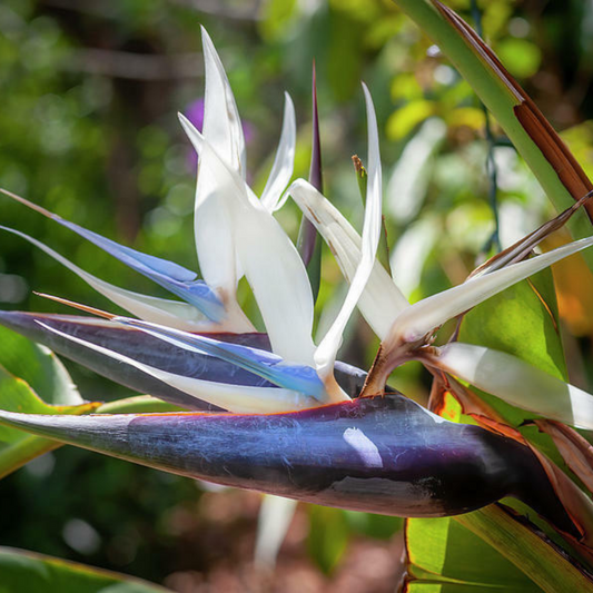 White Bird Of Paradise Flower Live Plant  | www.seedsplantworld.com