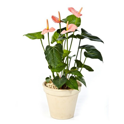 Pink Anthurium Flower Live Plant + Free 1 Plant Food  | www.seedsplantworld.com