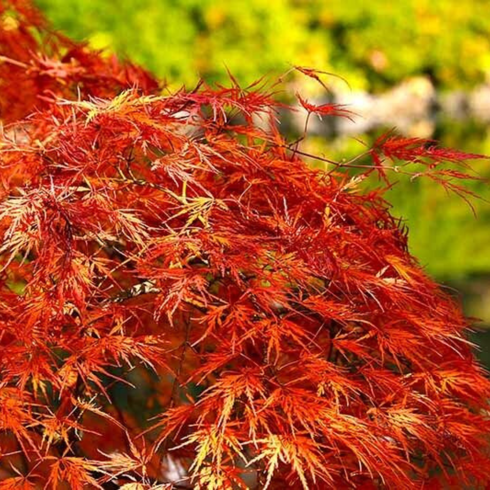 Japanese Maple (Crimson Queen) Flower Live Plant | www.seedsplantworld.com