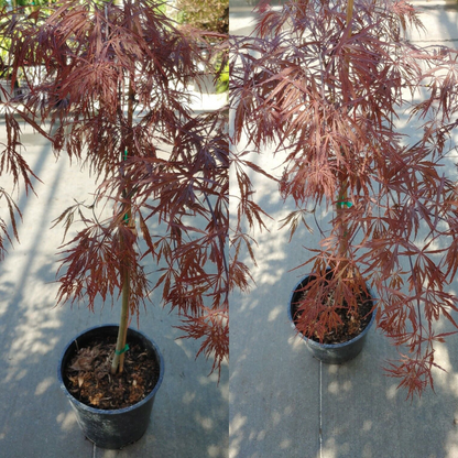 Japanese Maple (Crimson Queen) Flower Live Plant