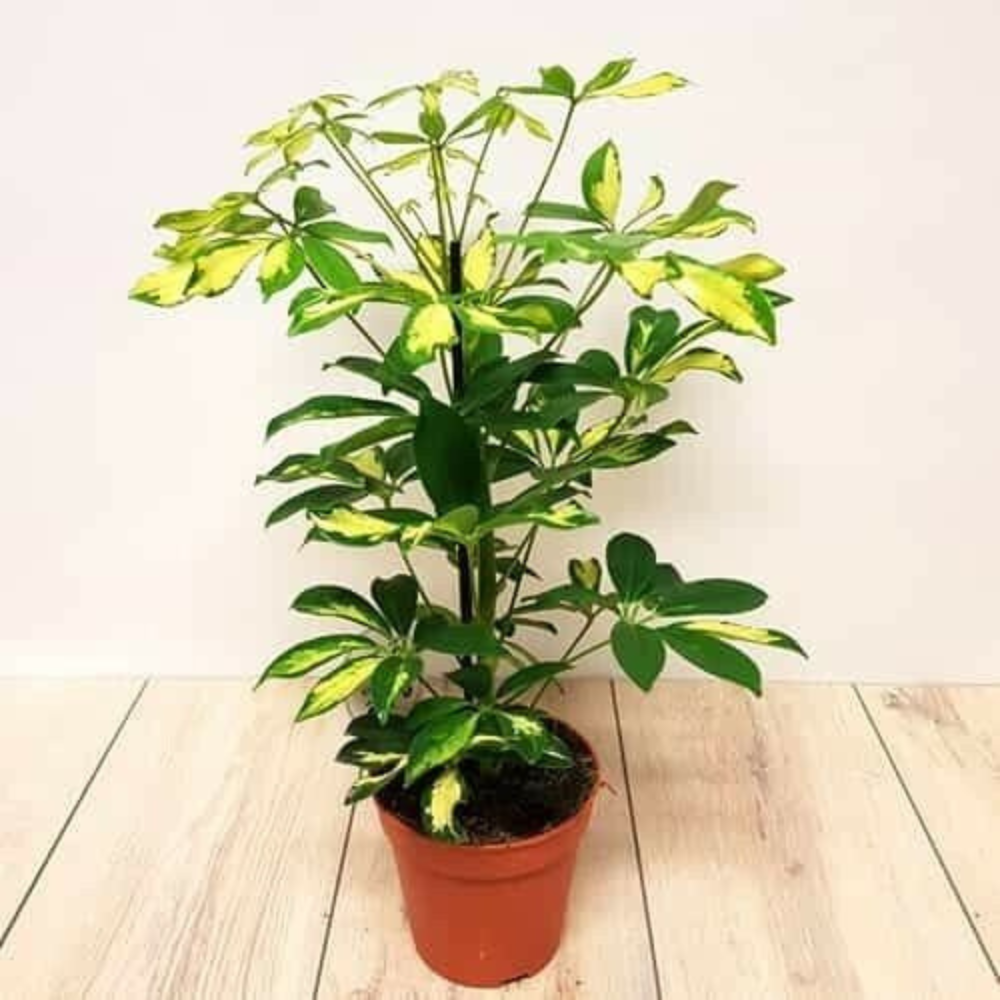 Dwarf Umbrella Tree / Schefflera Live Plants + Free 1 Plant Food | www.seedsplantworld.com