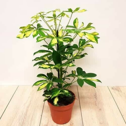 Dwarf Umbrella Tree / Schefflera Live Plants + Free 1 Plant Food | www.seedsplantworld.com