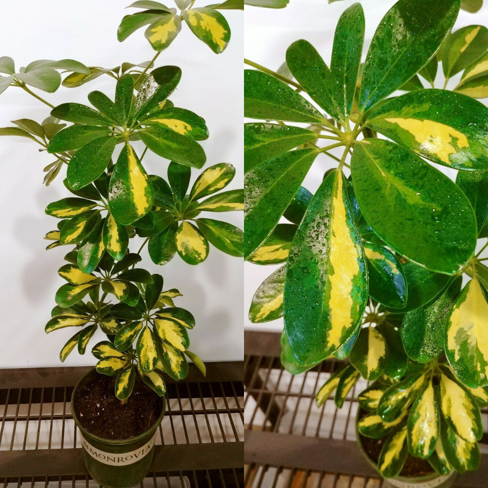 Dwarf Umbrella Tree / Schefflera Live Plants + Free 1 Plant Food