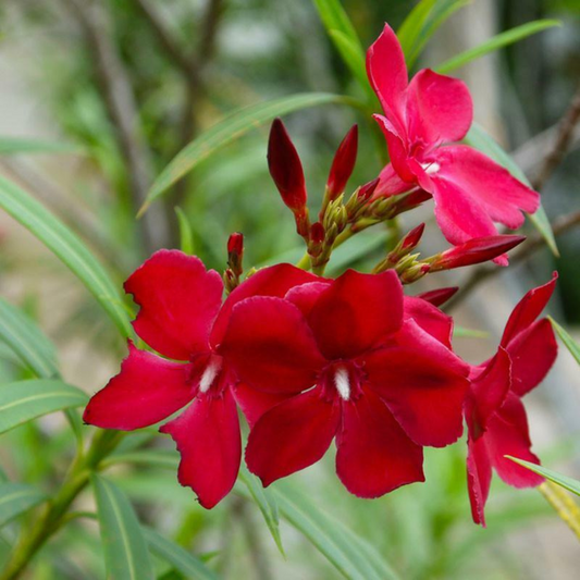 Petite Red Oleander Flower Live Plant  | www.seedsplantworld.com