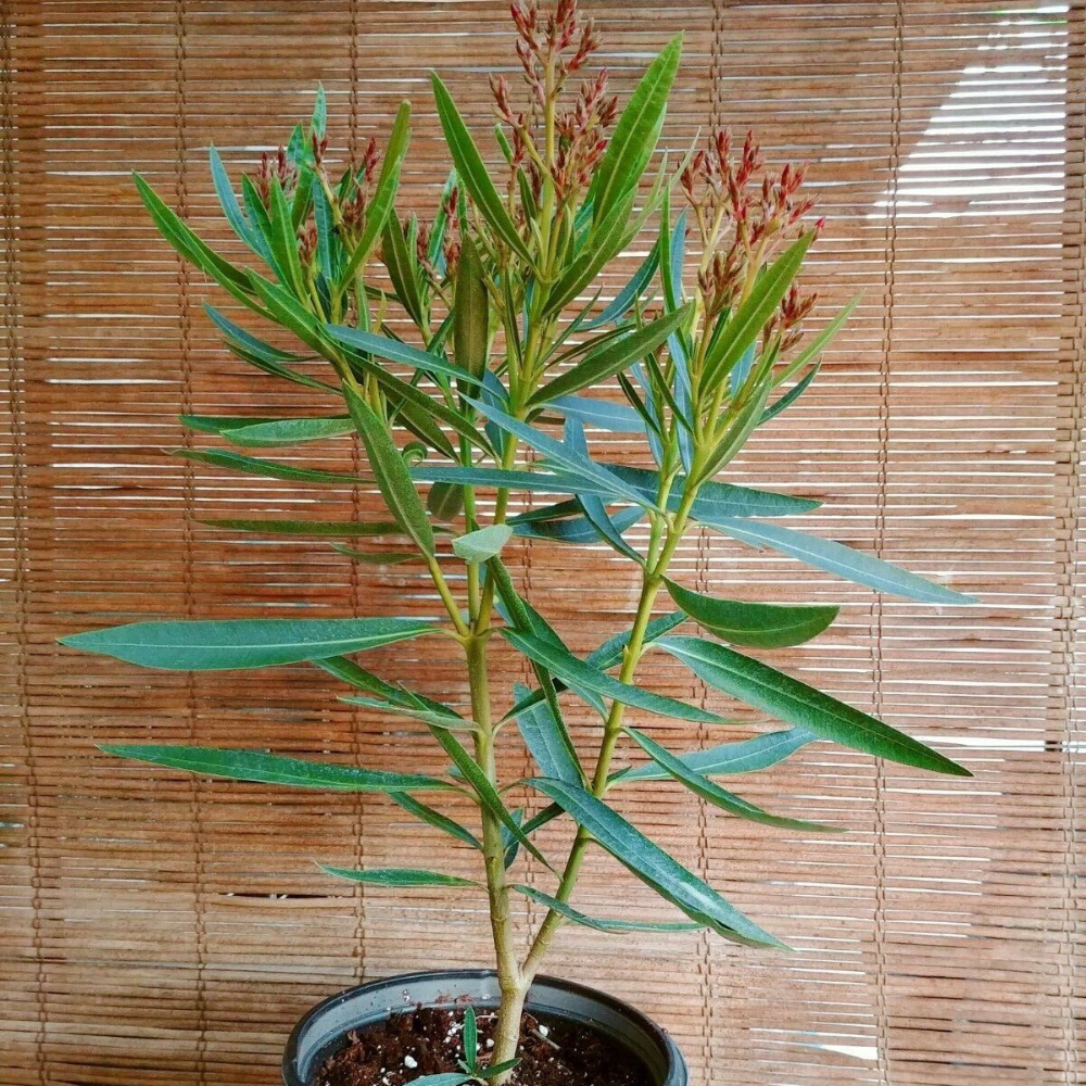 Petite Red Oleander Flower Live Plant