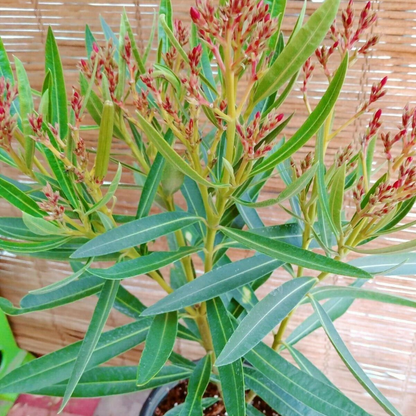 Petite Red Oleander Flower Live Plant