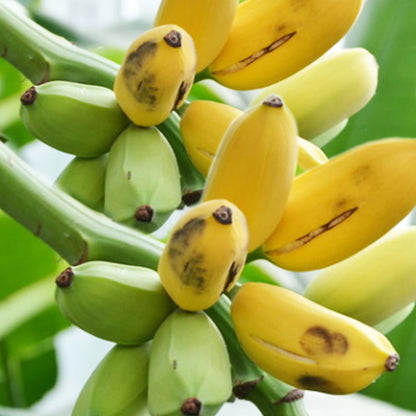 Dwarf Cavendish Banana Tropical Fruit Tree
