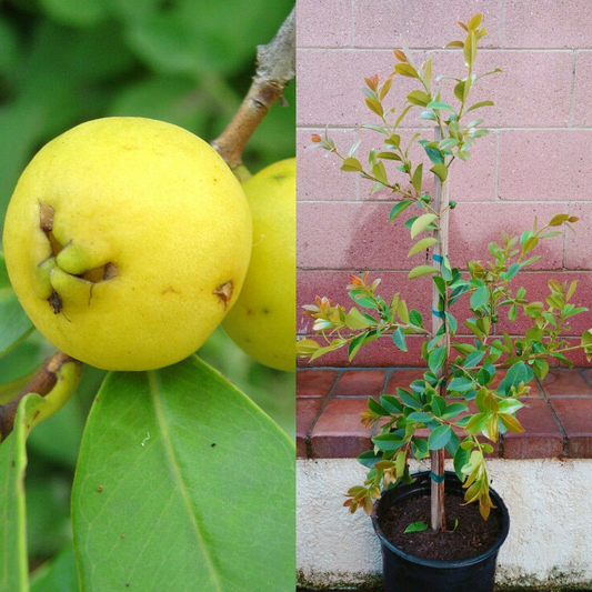 Lemon Yellow Guava Tropical Fruit Tree | www.seedsplantworld.com