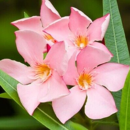 Petite Pink Oleander Flower Live Plant  | www.seedsplantworld.com