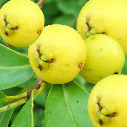Lemon Yellow Guava Tropical Fruit Tree
