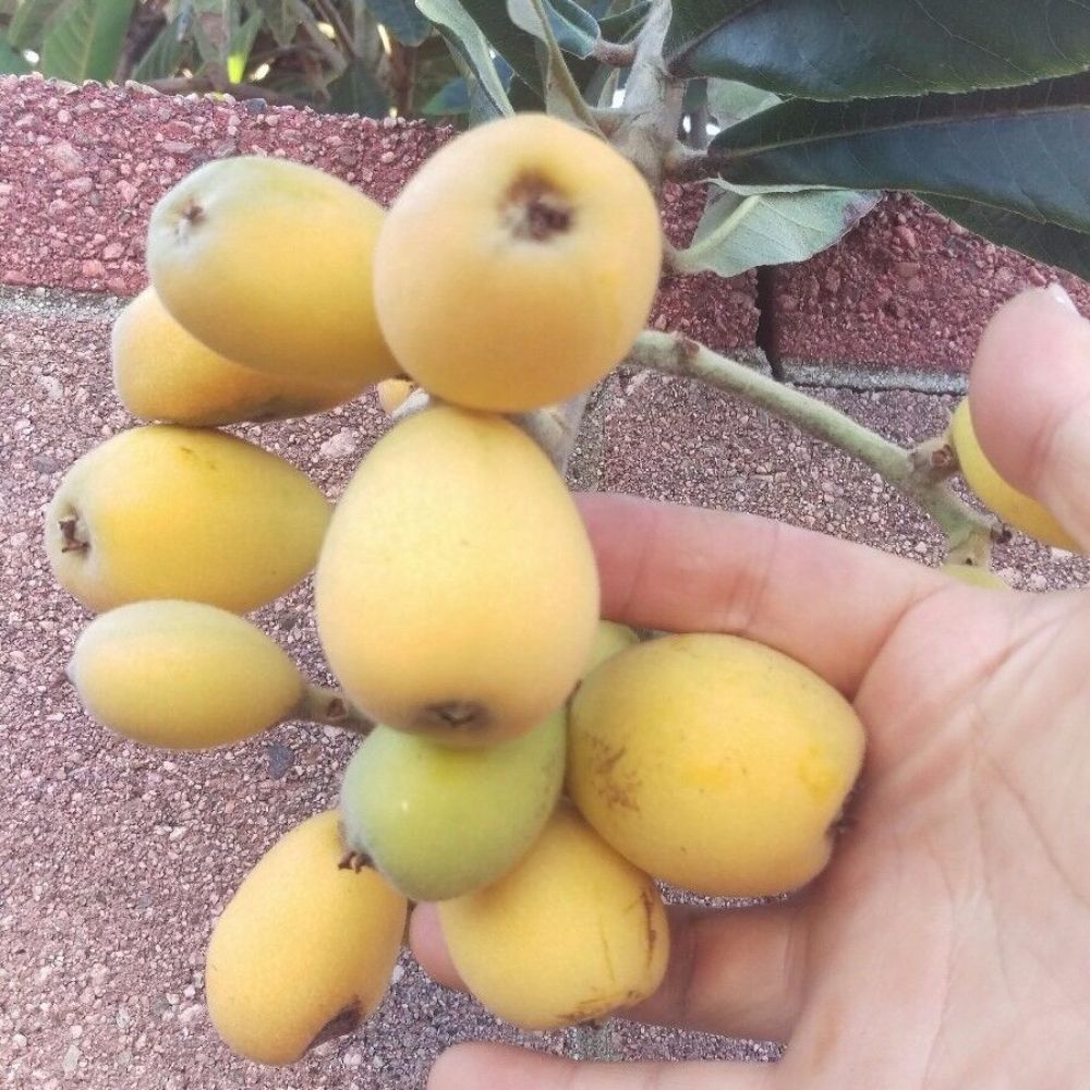 Loquat (Big Jim) Tropical Fruit Tree