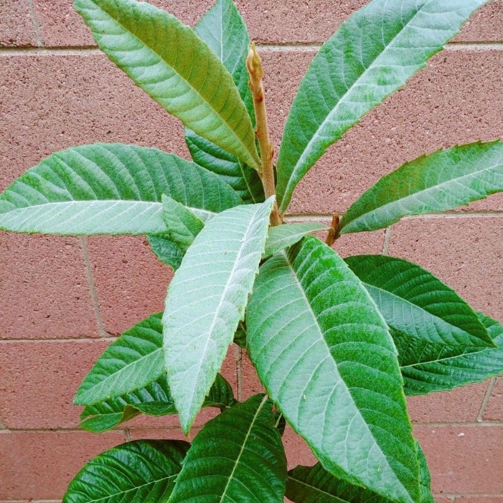 Loquat (Big Jim Seedling) Tropical Fruit Tree (3~4 Feet Height)