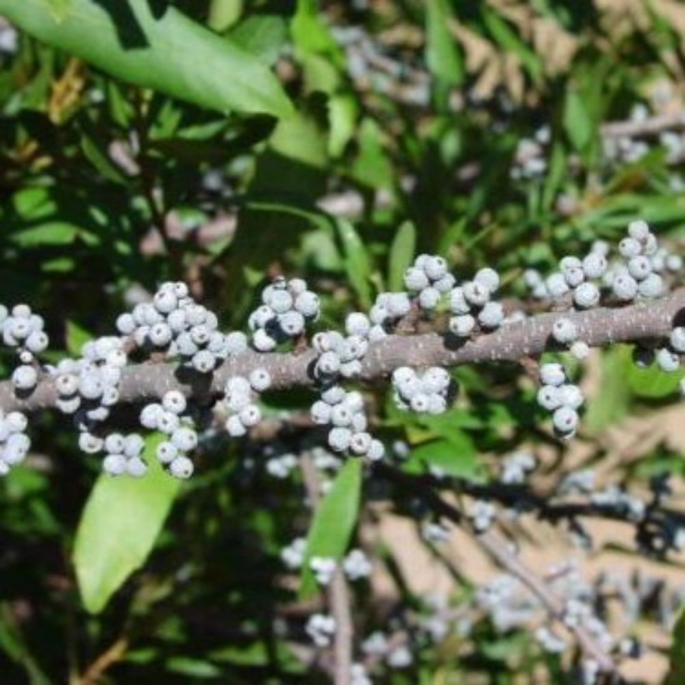 5 Myrica Cerifera Southern Wax Myrtle Seeds For Planting | www.seedsplantworld.com