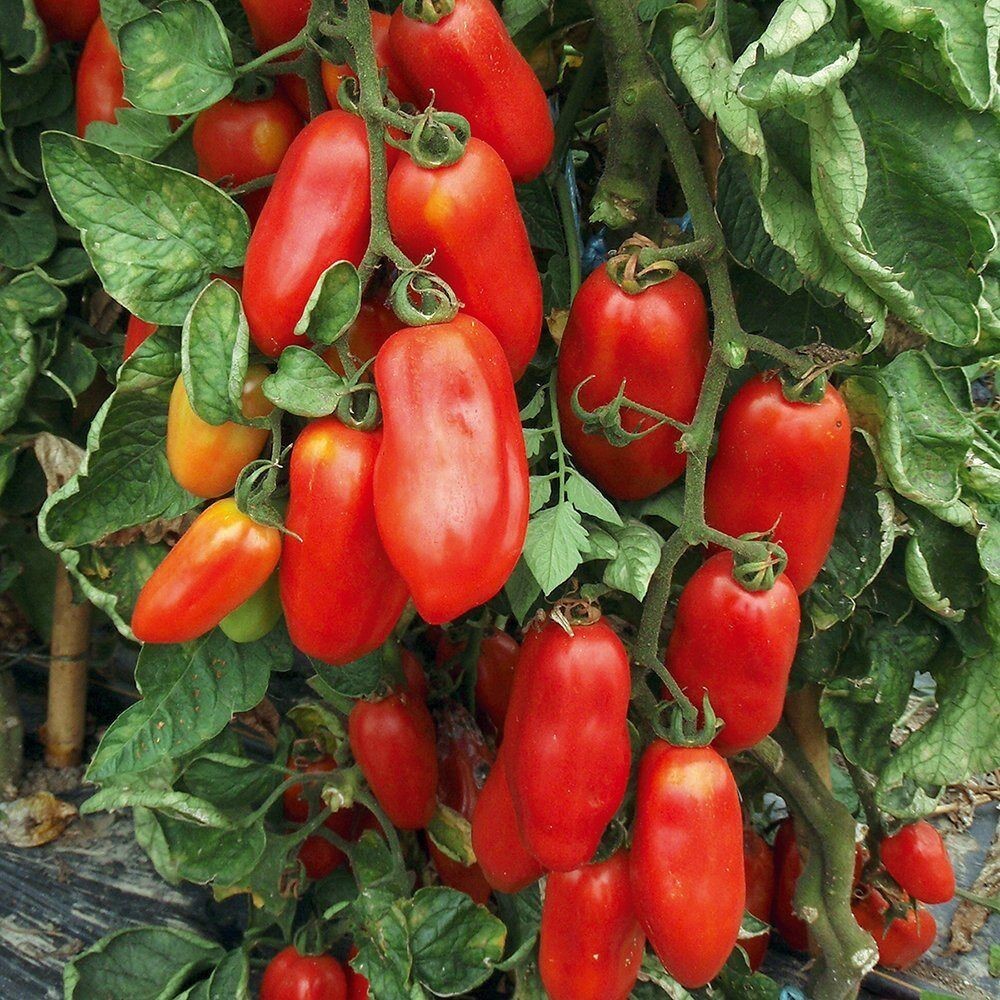 125 San Marzano Tomato NON-GMO Italian Pasting Determinate Vegetable Seeds | www.seedsplantworld.com