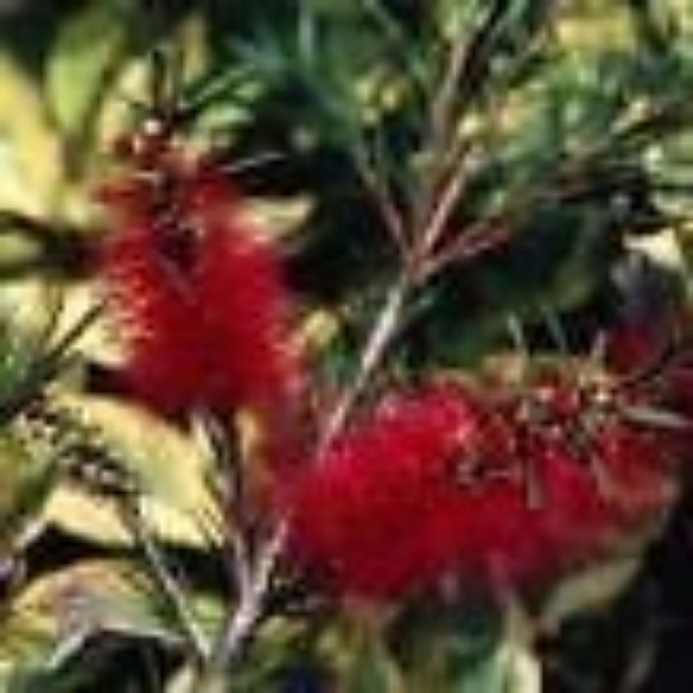 10 Callistemon Woodlanders Red Hardy Red Bottlebrush Seeds For Planting | www.seedsplantworld.com