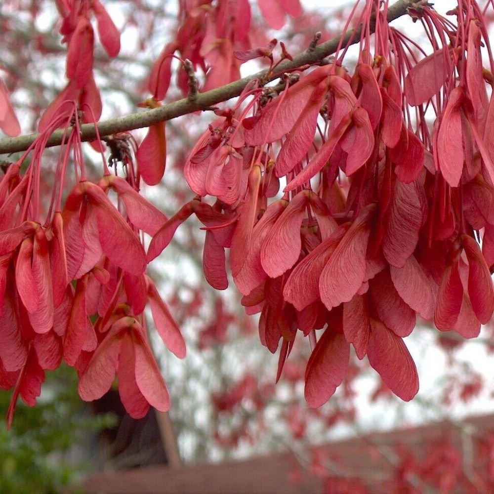 10 Acer Rubrum Var Drummondii Drummond's Red Maple Tree Seeds For Planting | www.seedsplantworld.com