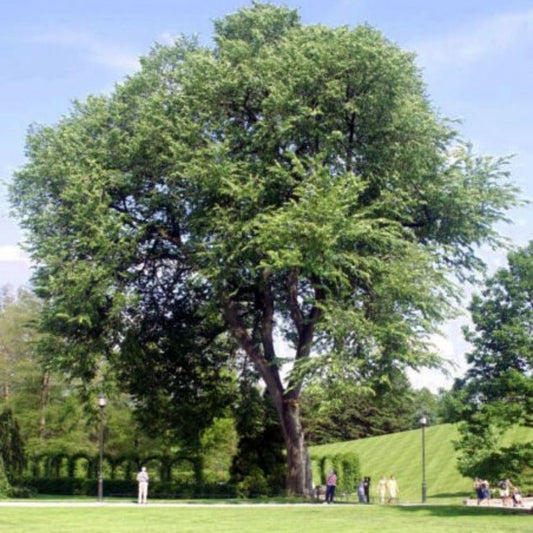 10 Ulmus Americana American Elm Tree Seeds For Planting | www.seedsplantworld.com