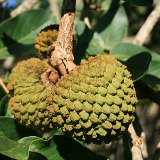 5 Annona Squamosa Custard Apple Tree Seeds For Planting | www.seedsplantworld.com