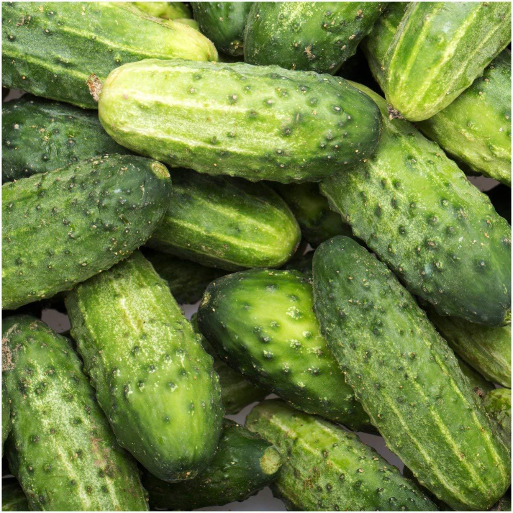 30 Wisconsin SMR 58 Pickling Cucumber Vegetable Seeds | www.seedsplantworld.com