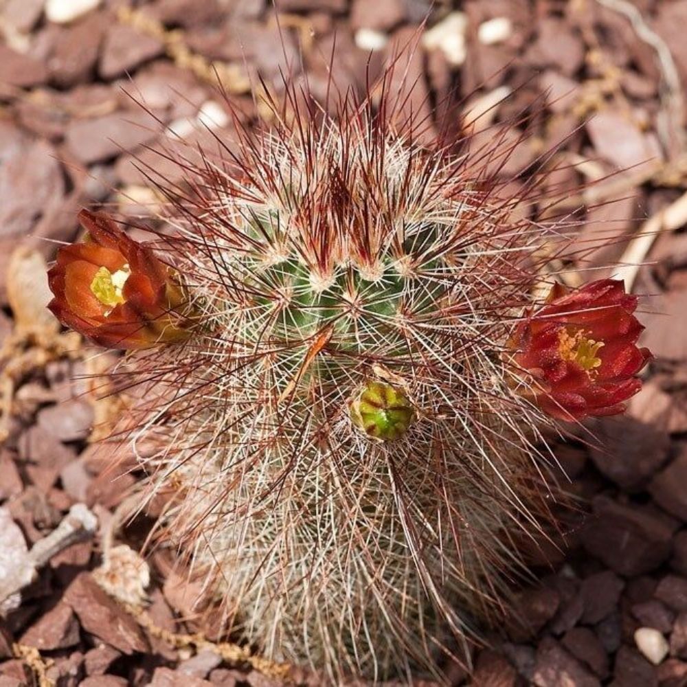 10 Echinocereus Russanthus Hardy Hedgehog Cactus Seeds For Planting | www.seedsplantworld.com