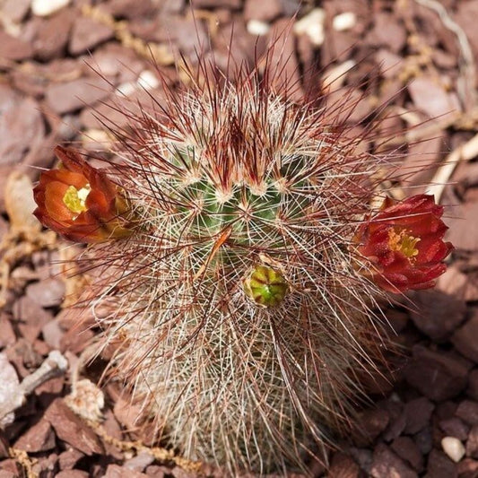 10 Echinocereus Russanthus Hardy Hedgehog Cactus Seeds For Planting | www.seedsplantworld.com