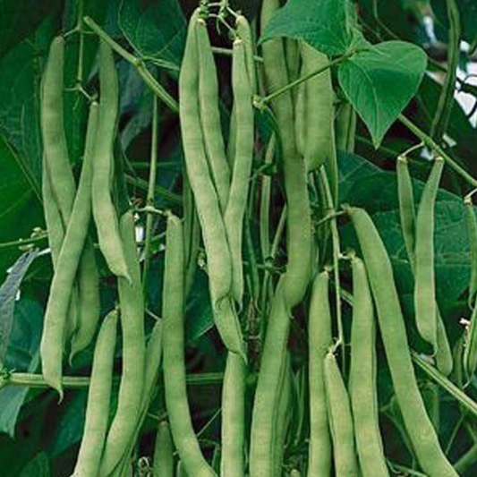 35 Green Bean Blue Lake Bush 274 NON-GMO Vegetable Seeds | www.seedsplantworld.com