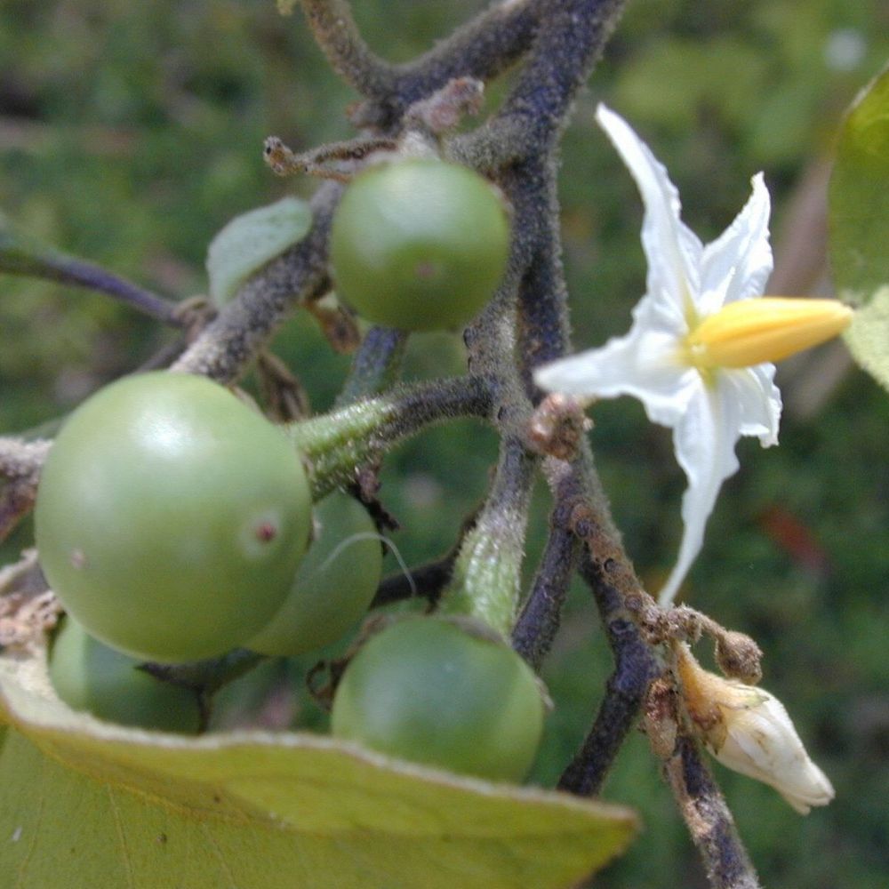 10 Solanum Torvum Turkey Berry Fruit Seeds For Planting | www.seedsplantworld.com