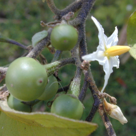 10 Solanum Torvum Turkey Berry Fruit Seeds For Planting | www.seedsplantworld.com