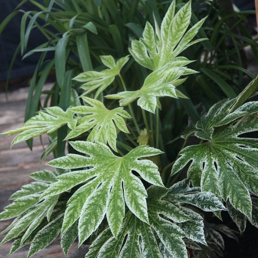 5 Fatsia Japonica Spiders Web Japanese Aralia Seeds For Planting | www.seedsplantworld.com