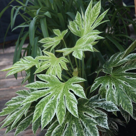 5 Fatsia Japonica Spiders Web Japanese Aralia Seeds For Planting | www.seedsplantworld.com