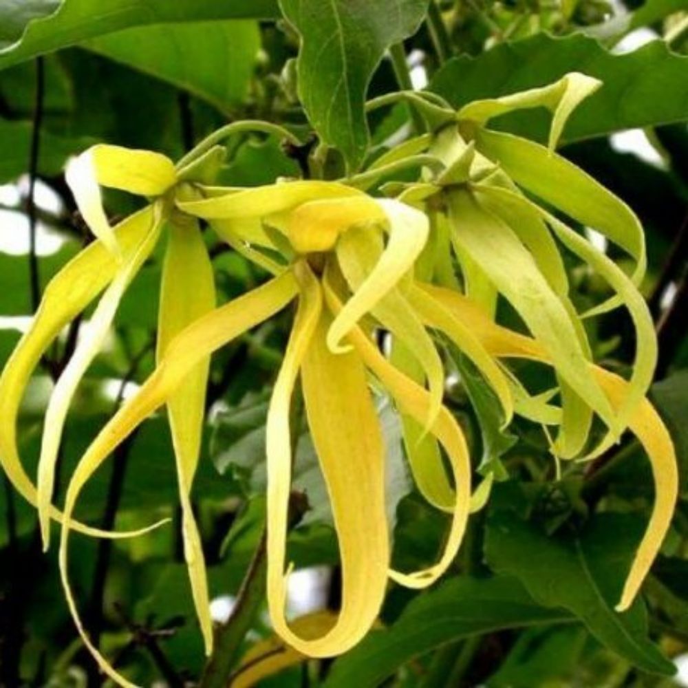 5 Cananga Odorata Ylang Ylang • Fragrant Flowers Seeds For Planting | www.seedsplantworld.com