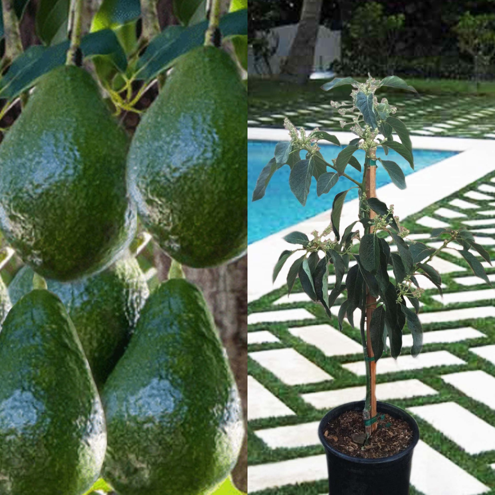 Avocado Dwarf Little Cado Grafted Plants Fruit Tree | www.seedsplantworld.com