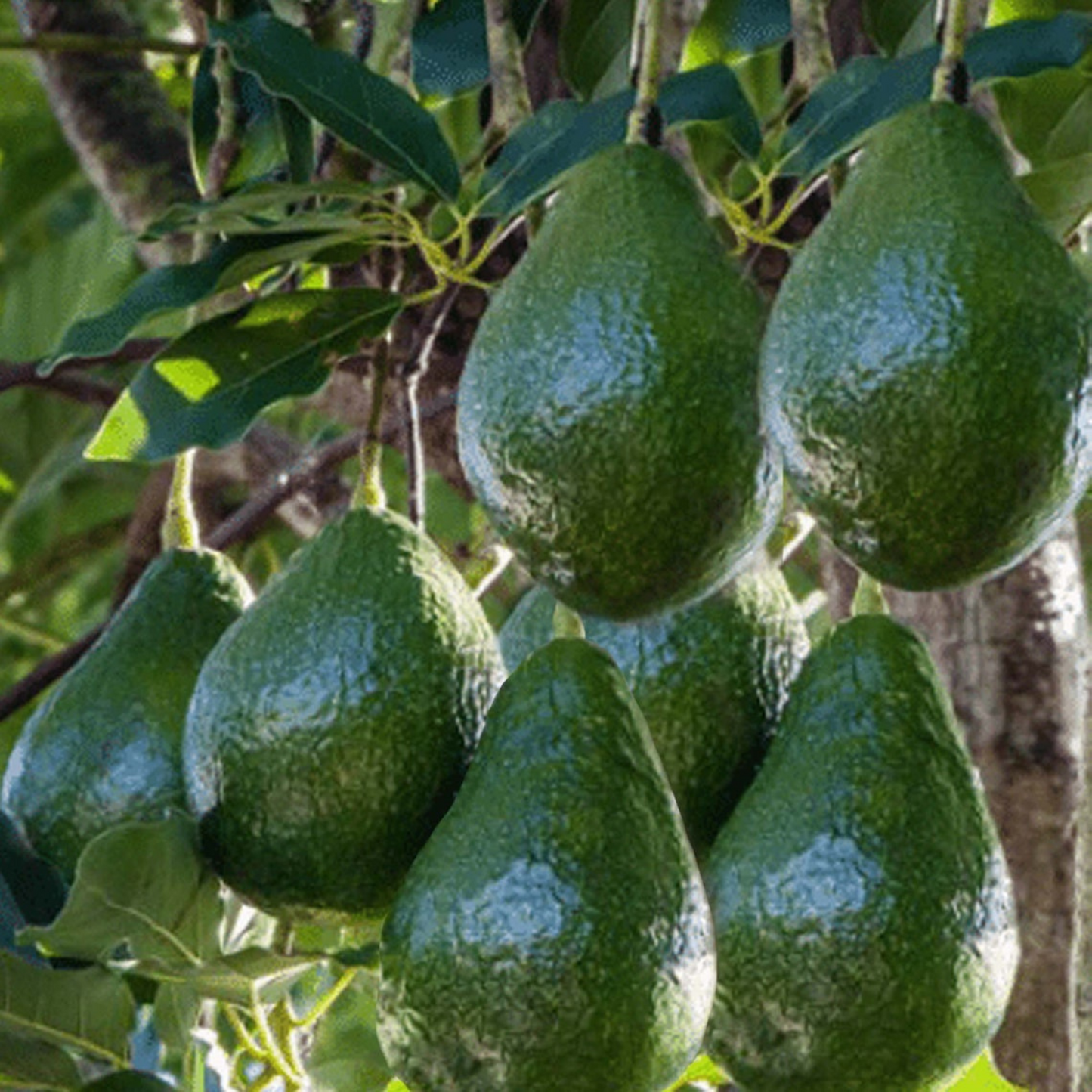 Avocado Dwarf Little Cado Grafted Plants Fruit Tree