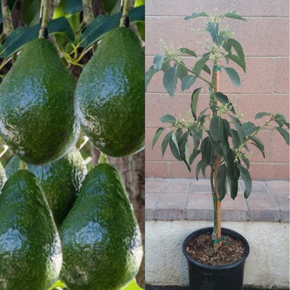 Avocado Dwarf Little Cado Grafted Plants Fruit Tree