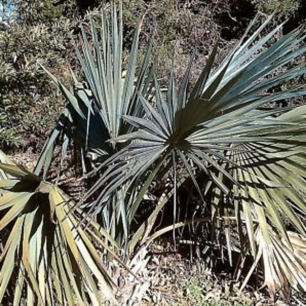 5 Sabal Minor Cape Hatteras Hardy Dwarf Palmetto Seeds For Planting | www.seedsplantworld.com