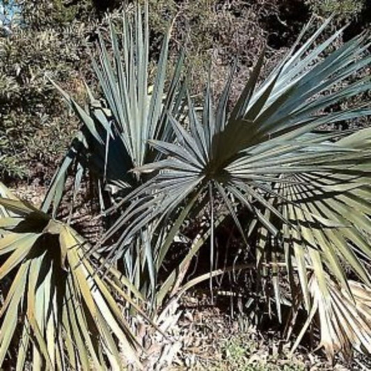 5 Sabal Minor Cape Hatteras Hardy Dwarf Palmetto Seeds For Planting | www.seedsplantworld.com