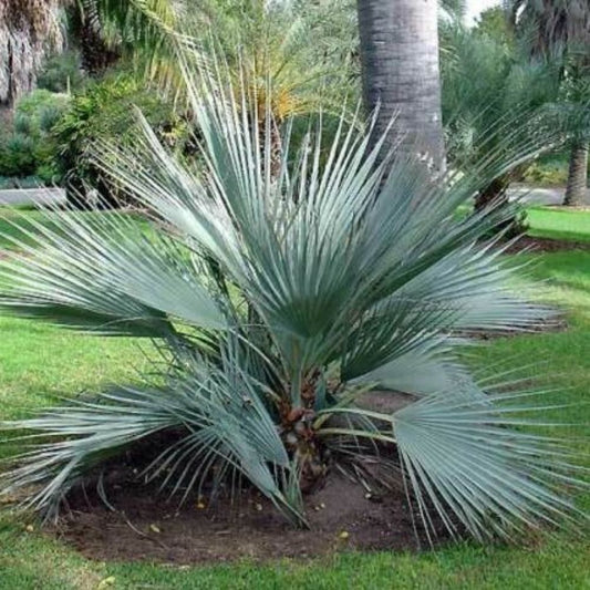 5 Nannorrhops Ritchiana Mazari Palm Seeds For Planting | www.seedsplantworld.com