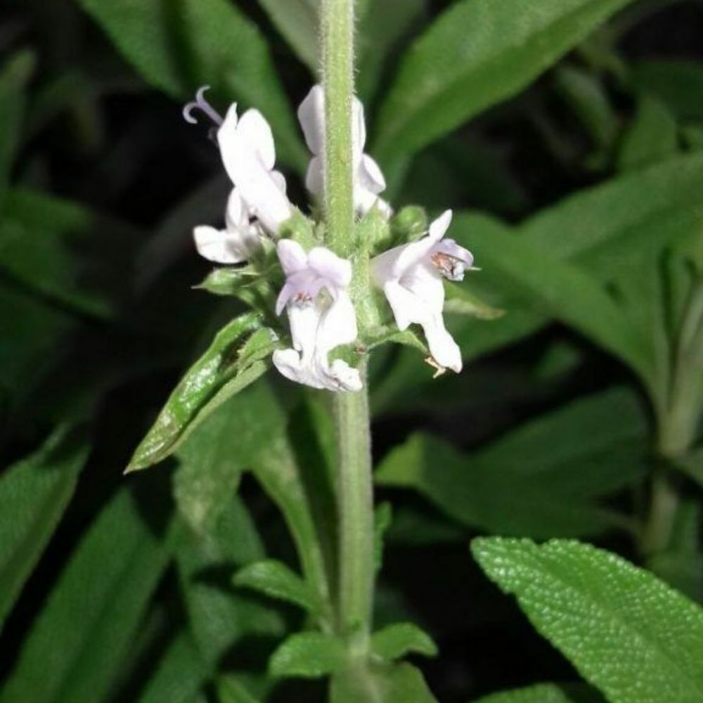 10 Salvia Mellifera Black Sage Seeds For Planting | www.seedsplantworld.com