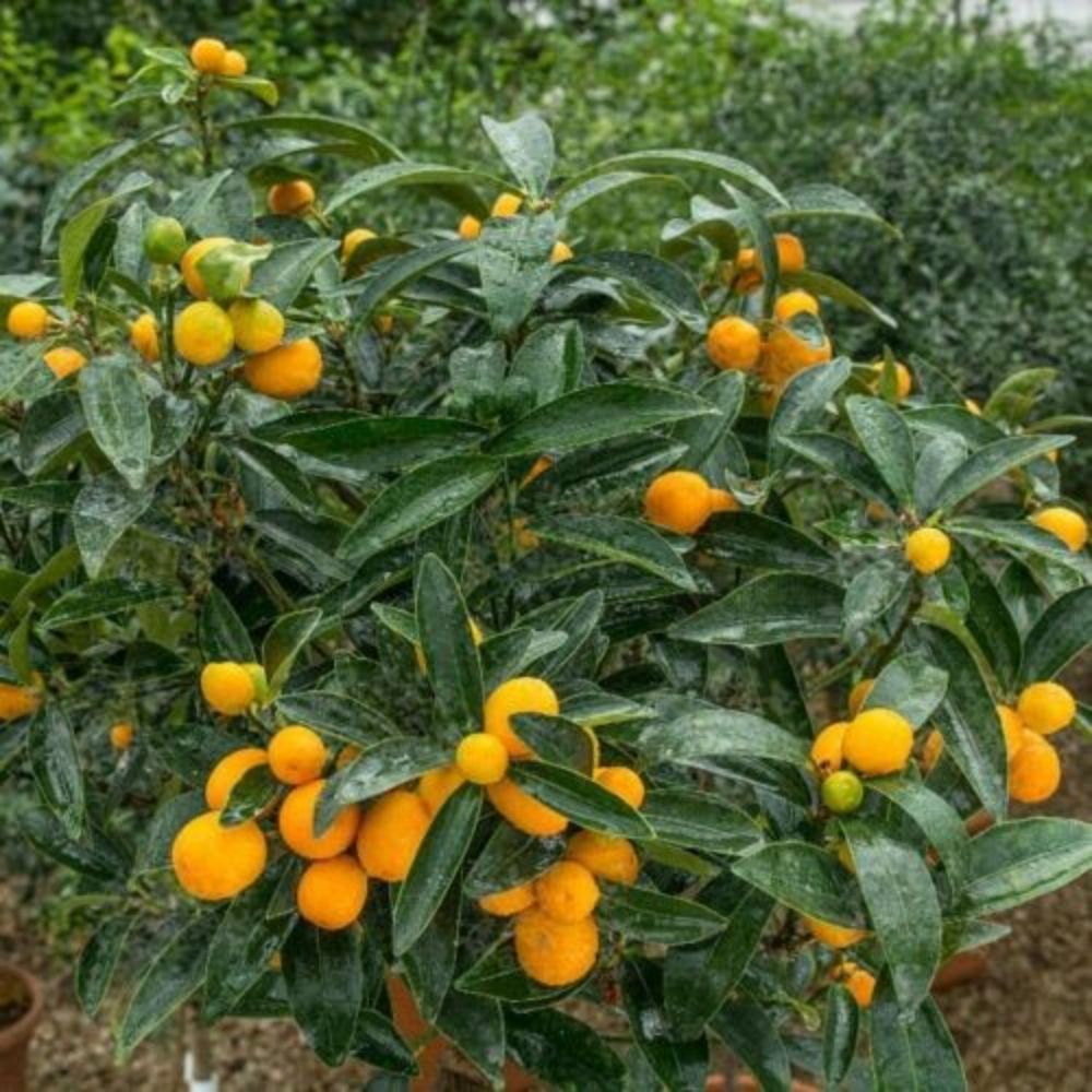 5 Fortunella Obovata Changshou Or Fukushu Kumquat Tree Seeds For Planting | www.seedsplantworld.com