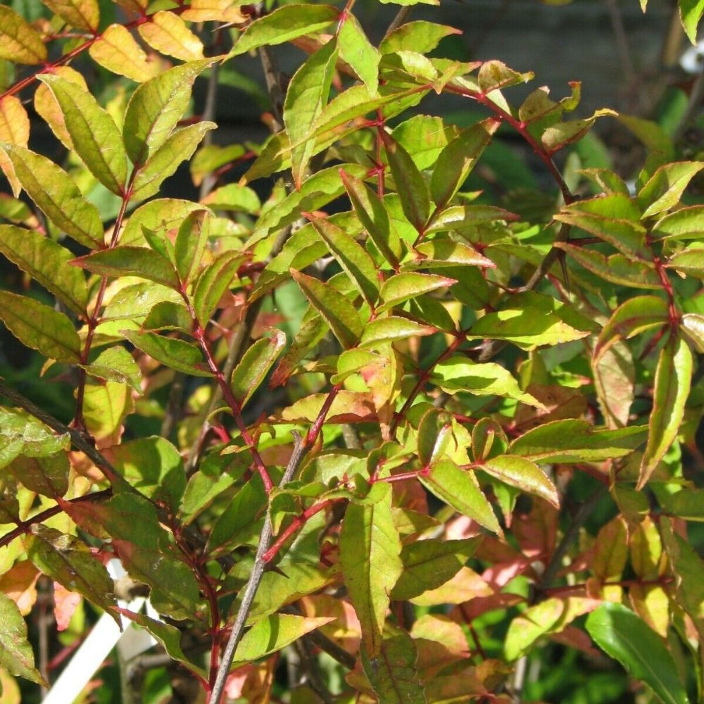 5 Zanthoxylum Armatum Winged Prickly Ash Seeds For Planting | www.seedsplantworld.com