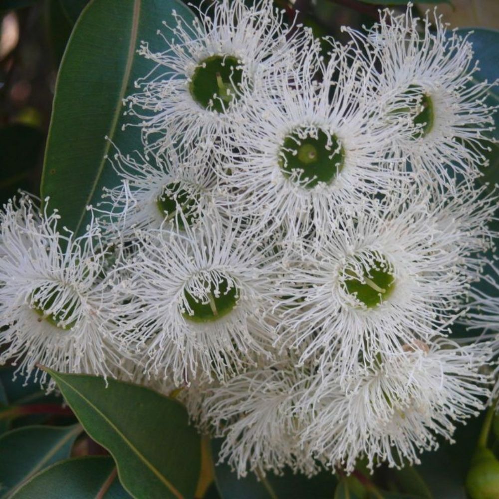 10 Eucalyptus Robusta Unique Tree Seeds For Planting | www.seedsplantworld.com