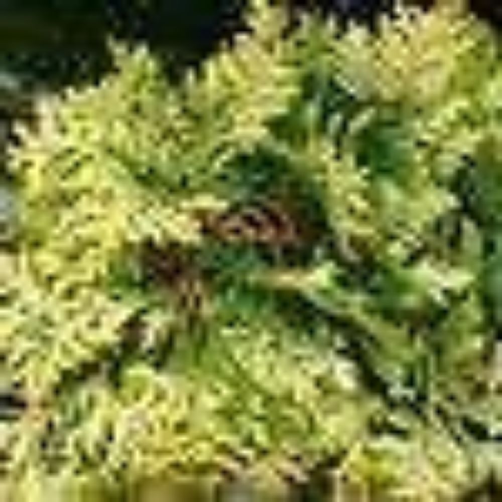 25 Chamaecyparis Obtusa Aurea Nana Hinoki Cypress Seeds For Planting | www.seedsplantworld.com