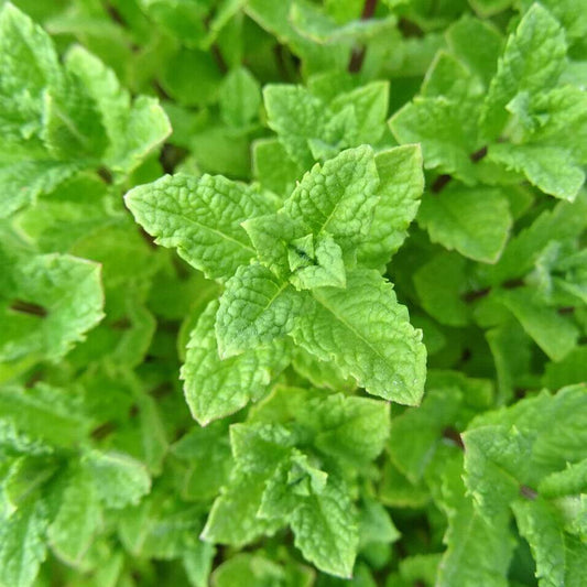 2000 Peppermint Mint NonGMO Herb Seeds | www.seedsplantworld.com