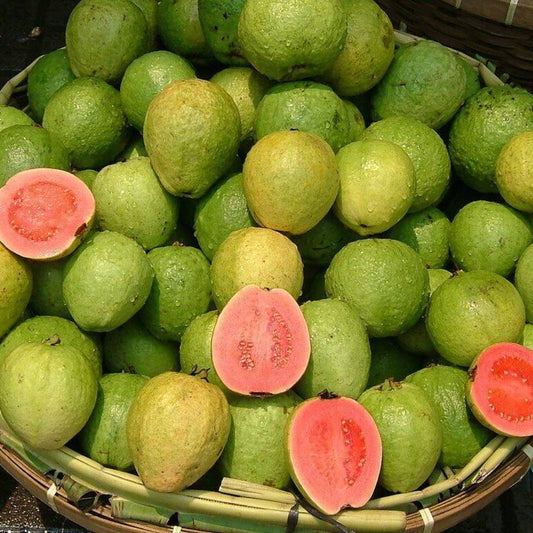 10 Pink Guava Psidium Guajava Fruit Seeds | www.seedsplantworld.com