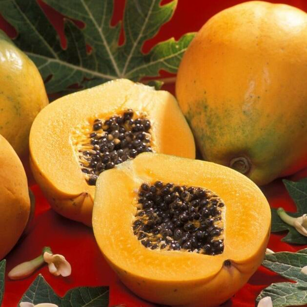 25 Original Solo Sunset Papaya Fruit Seeds | www.seedsplantworld.com