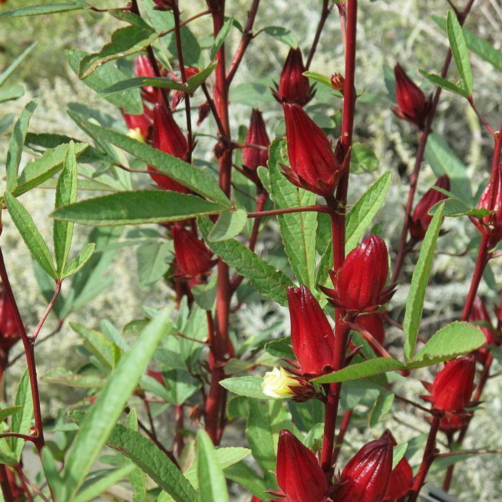 50 Roselle Asian Sour Leaf Hibiscus Sabdariffa Vegetable Seeds | www.seedsplantworld.com