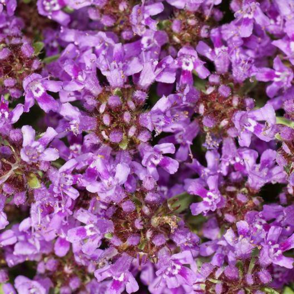 1000 Creeping Thyme Non-GMO Herb Seeds | www.seedsplantworld.com